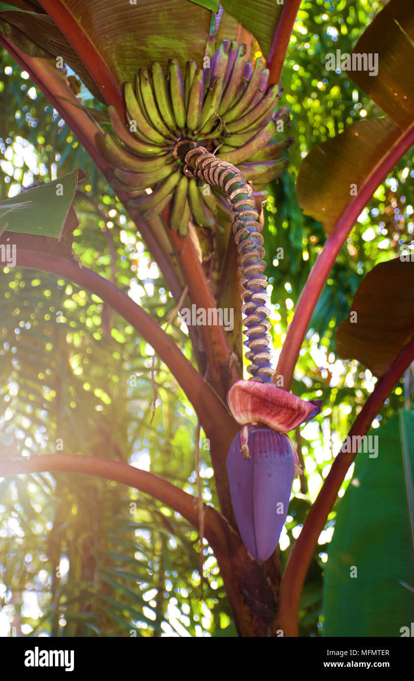 Purple Abysinian Banana tree with colourful stems and young bananas growing Stock Photo
