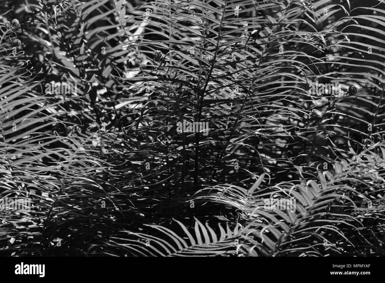 Centipede fern (Blechnum orientale) or paku ikan or Kuan Chung in monochrome. Stock Photo