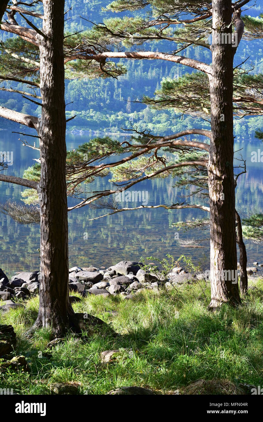 Conifer trees on shore of Muckross Lake in County Kerry in bright morning light. Stock Photo