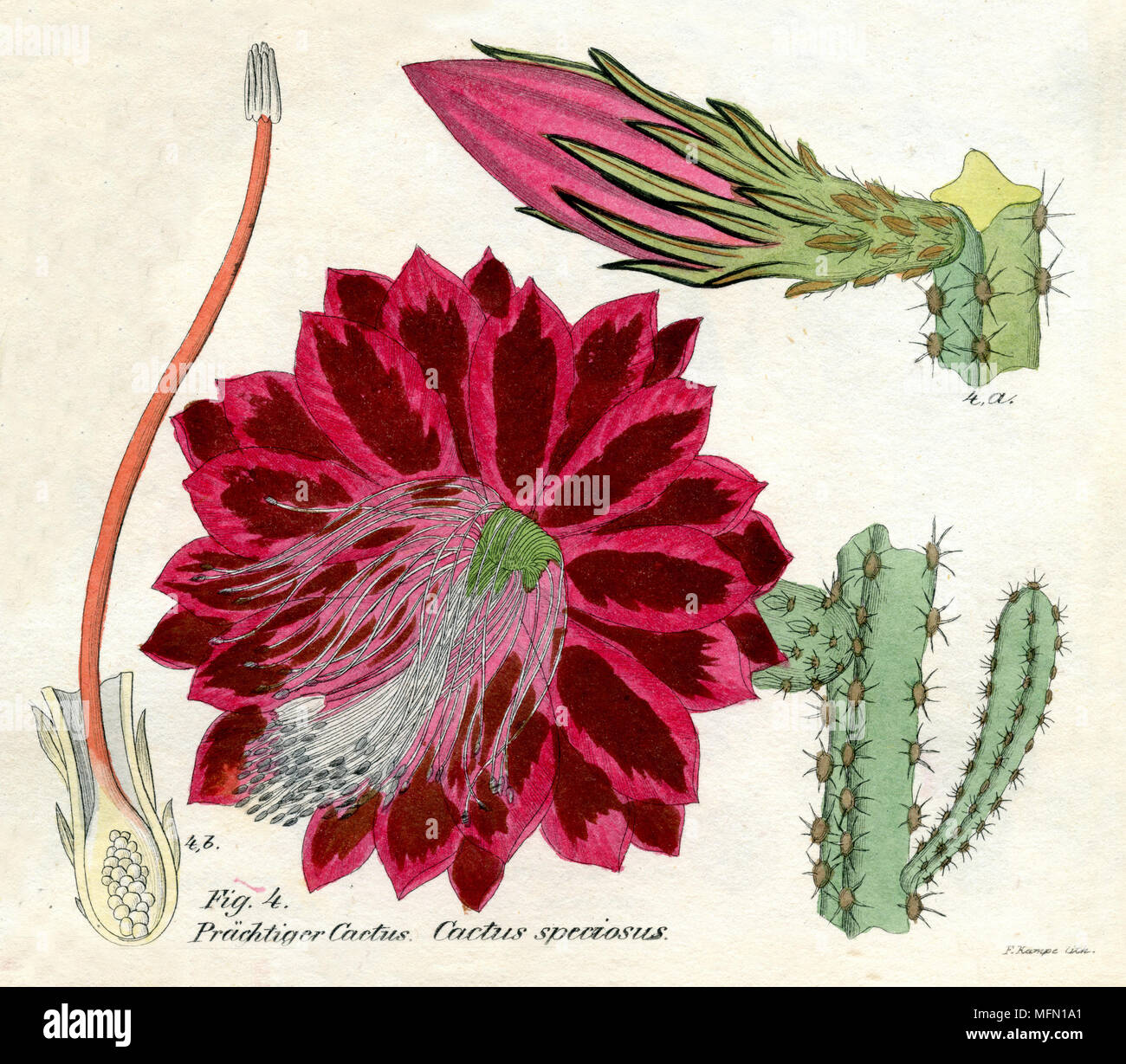 Disocactus speciosus,    1850 Stock Photo