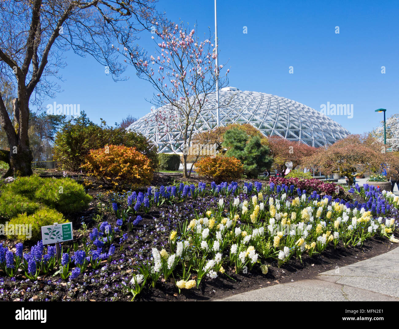 Spring in Queen Elizabeth Park, Vancouver, BC, Canada. Bloedel