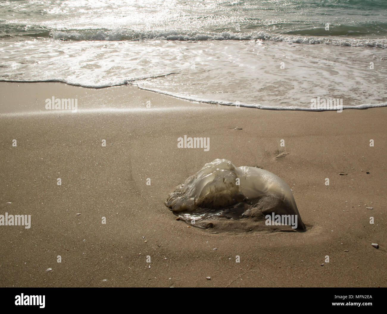 A washed ashore jellyfish, with the sea waves in the background Stock Photo