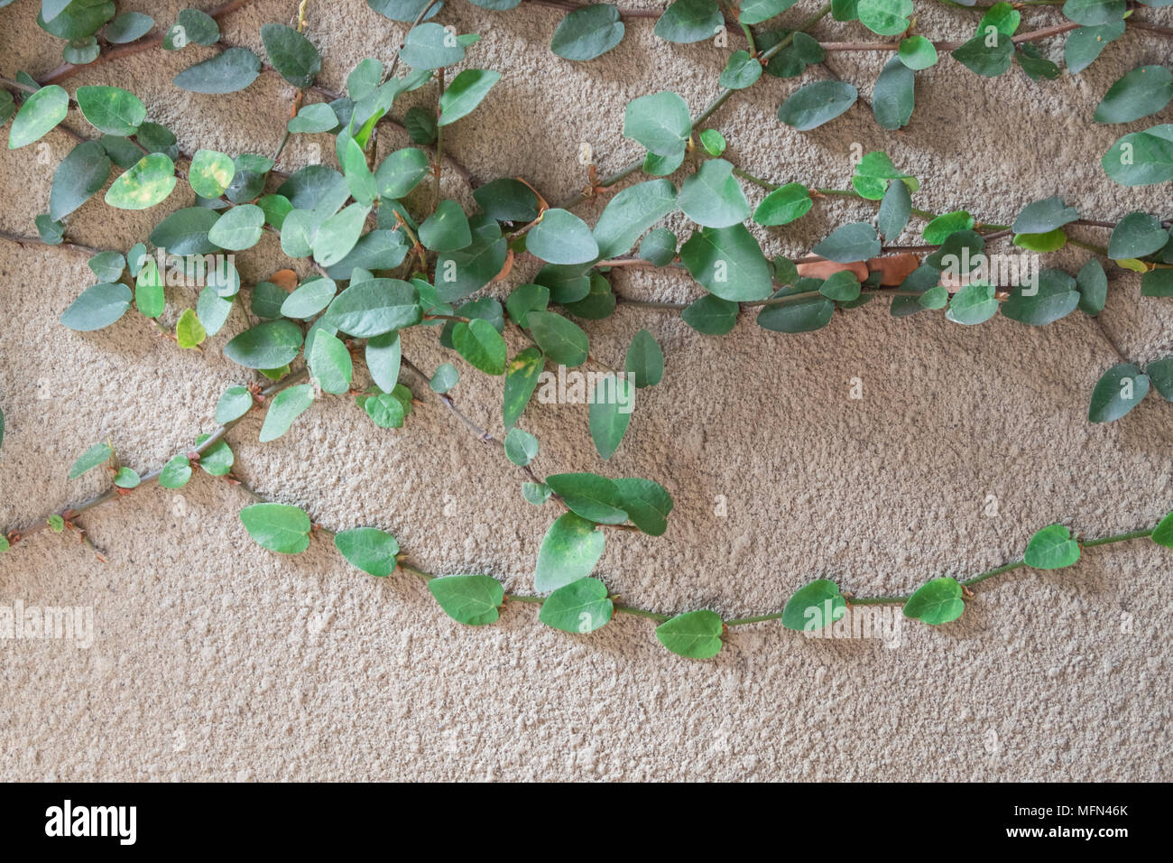 Crawling plants hires stock photography and images Alamy