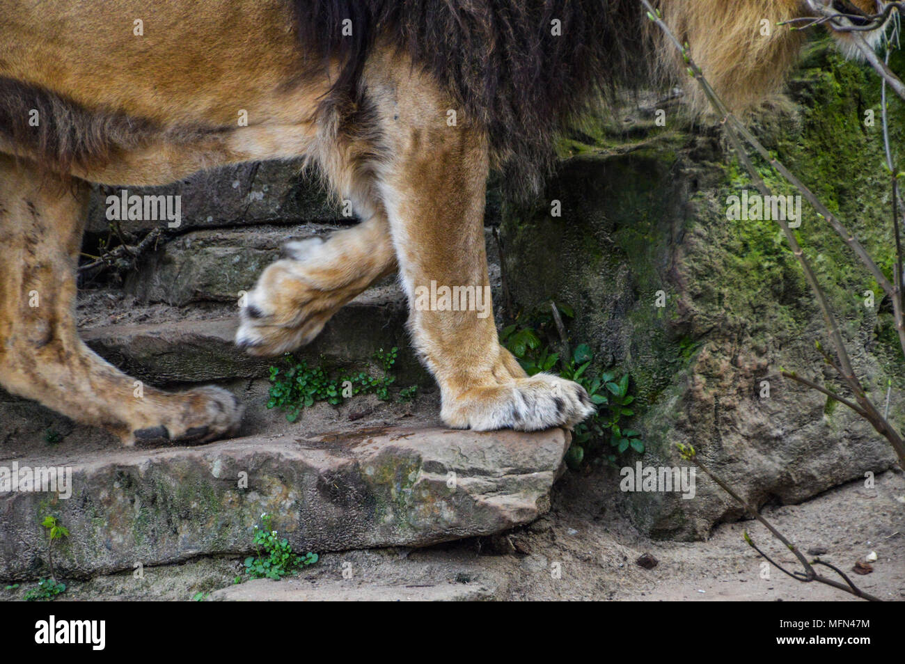 Leg Of A Male Lion Stock Photo - Alamy