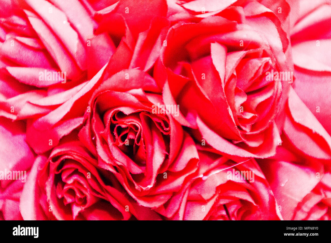Pink roses, background Stock Photo - Alamy