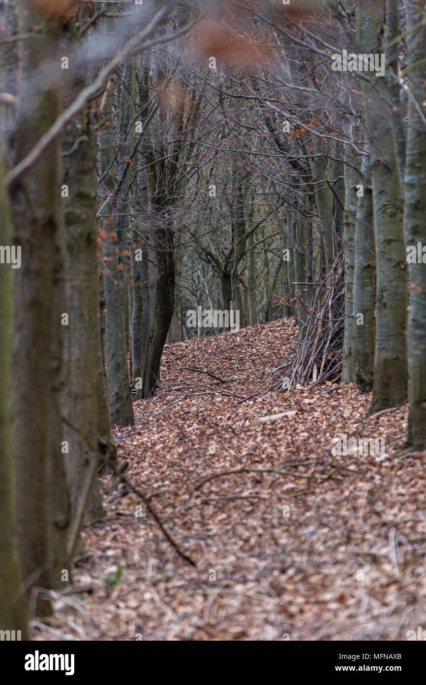 Leaves on the ground below lines of beech trees Stock Photo