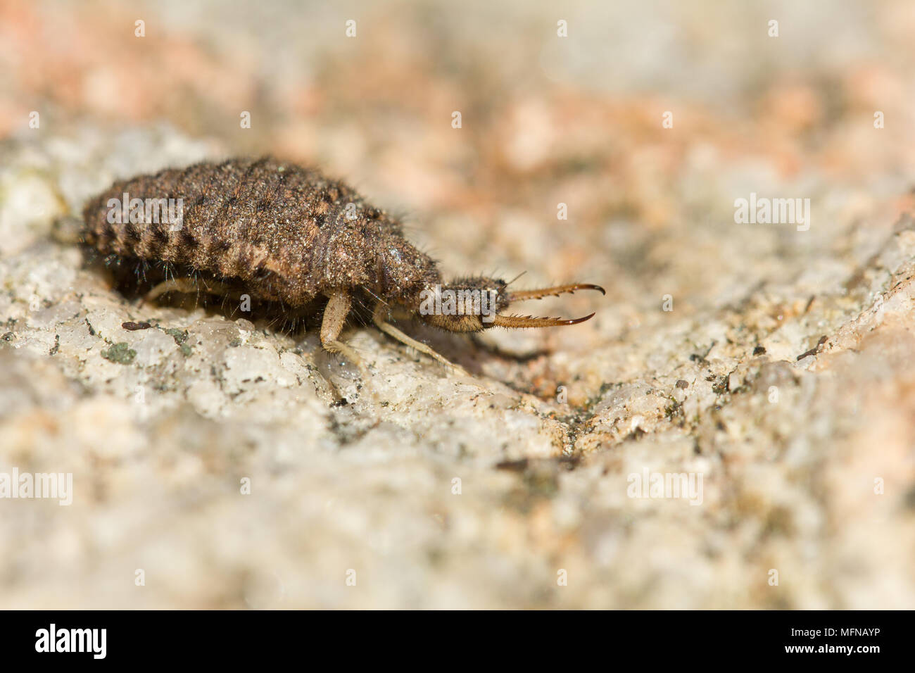 Ant-lion Stock Photo - Alamy