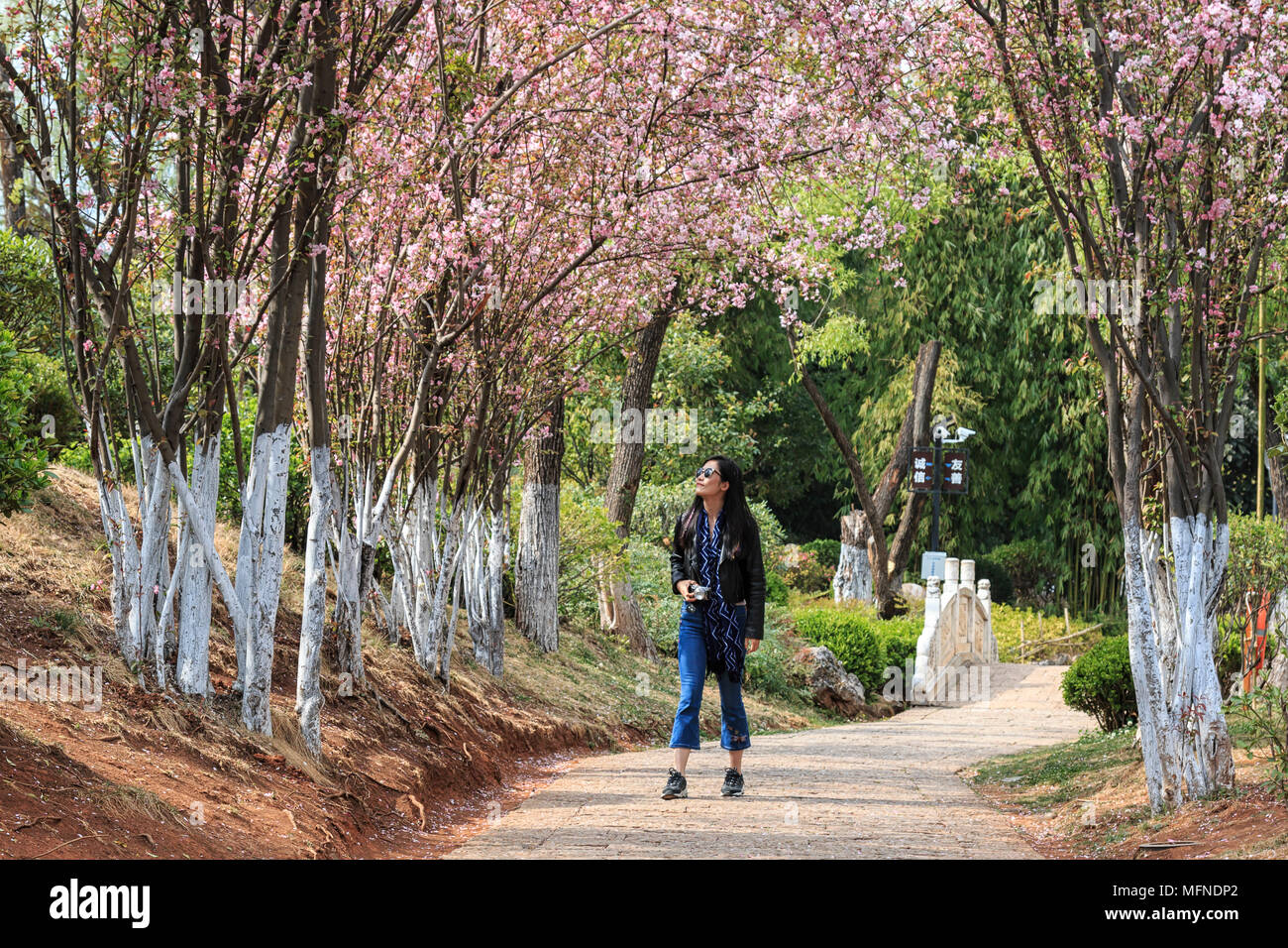 Lijiang, China - March 23, 2018: Attractive young Chinese woman walking under cherry trees in fool bloom in Lijiang, Yunnan - China Stock Photo