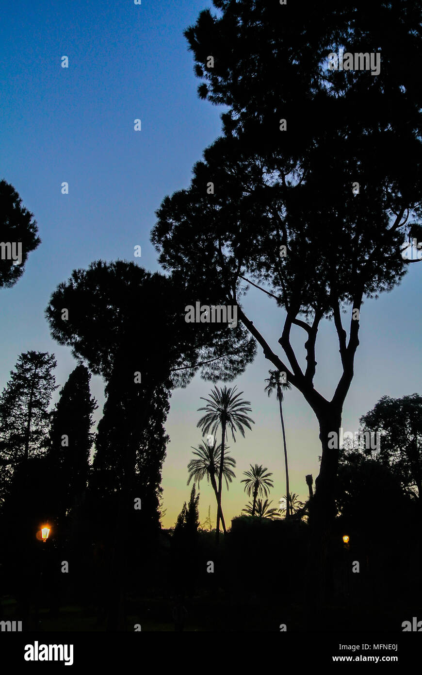 silhouette of parco del colle oppio, rome, italy Stock Photo