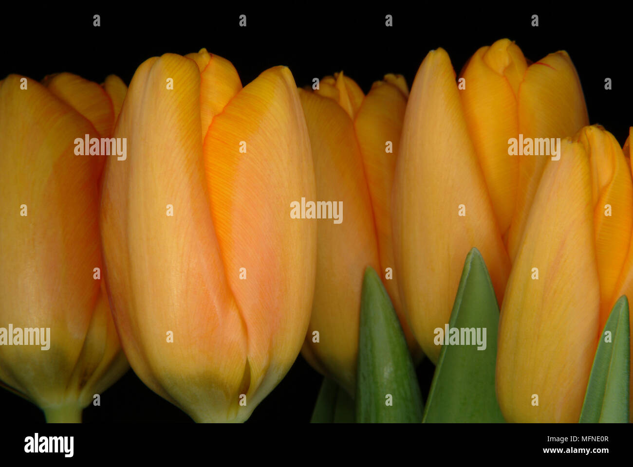 Closeup of tulip flowers Ref CRB117 10024 025 Compulsory Credit