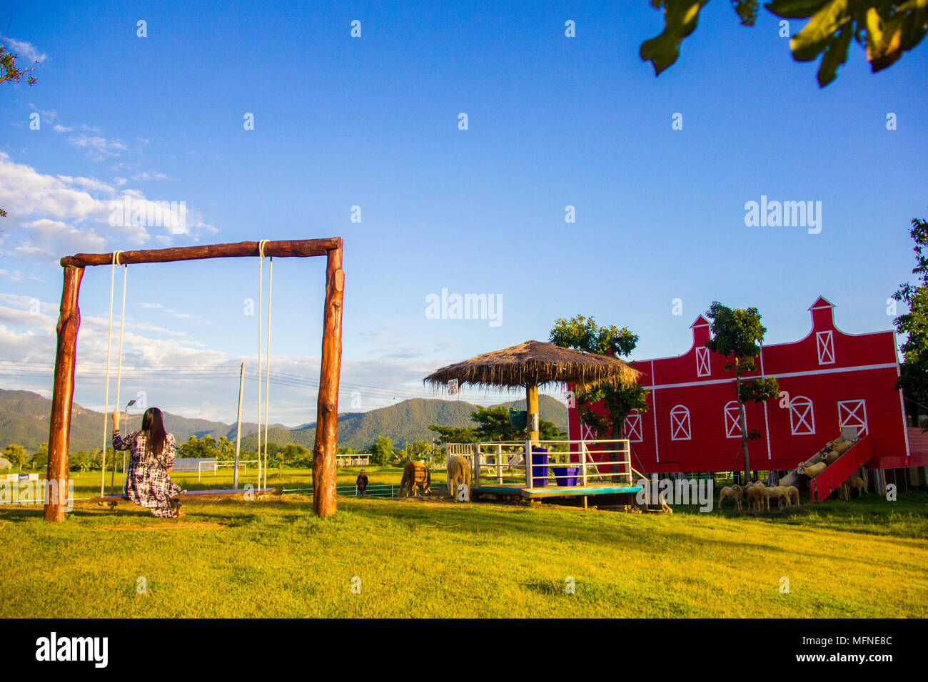 Female tourist sitting in wooden swing looking at a flock of sheep in sheep farm Stock Photo
