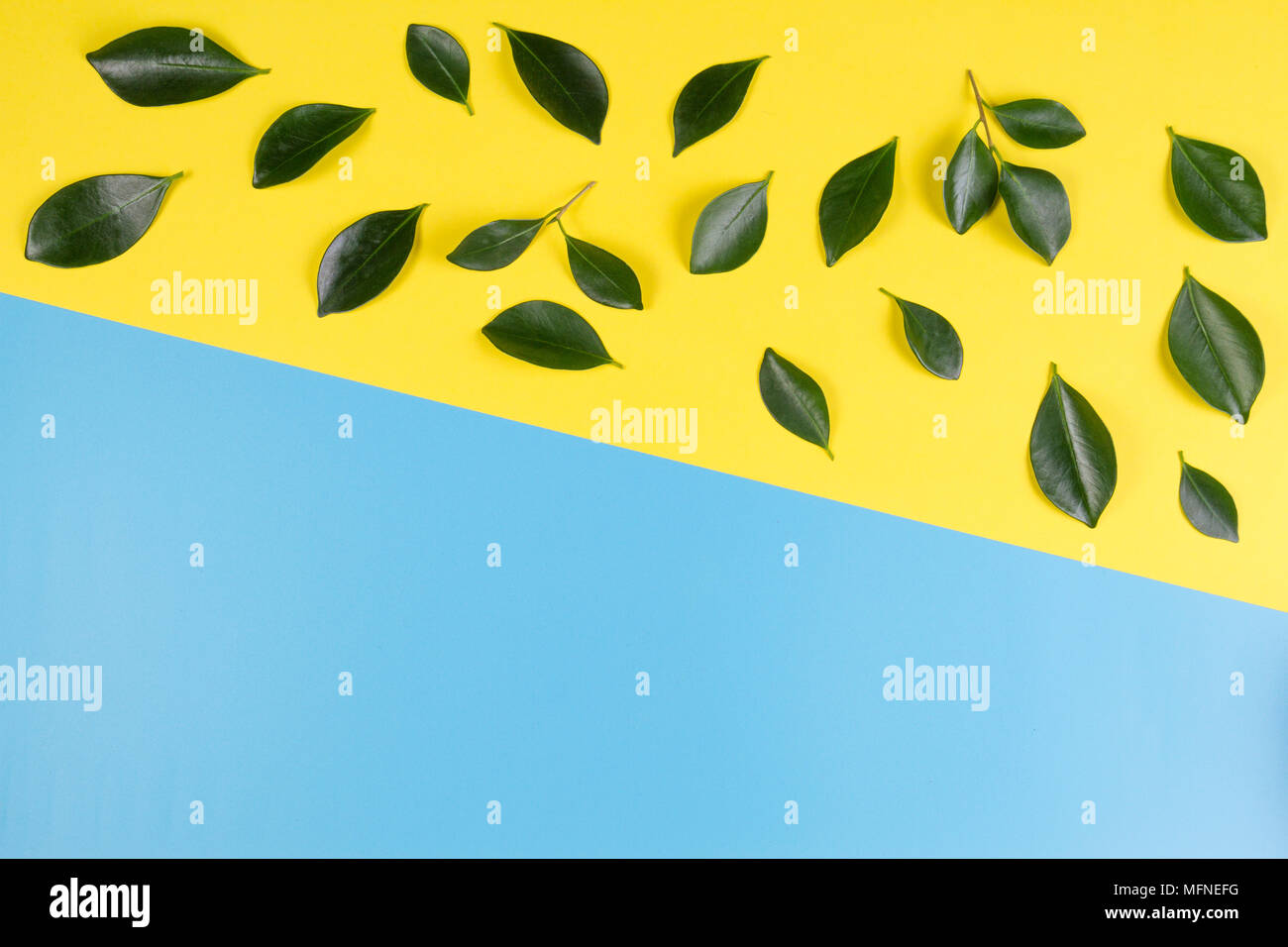 Green tree leaves pattern on yellow and blue background Stock Photo - Alamy