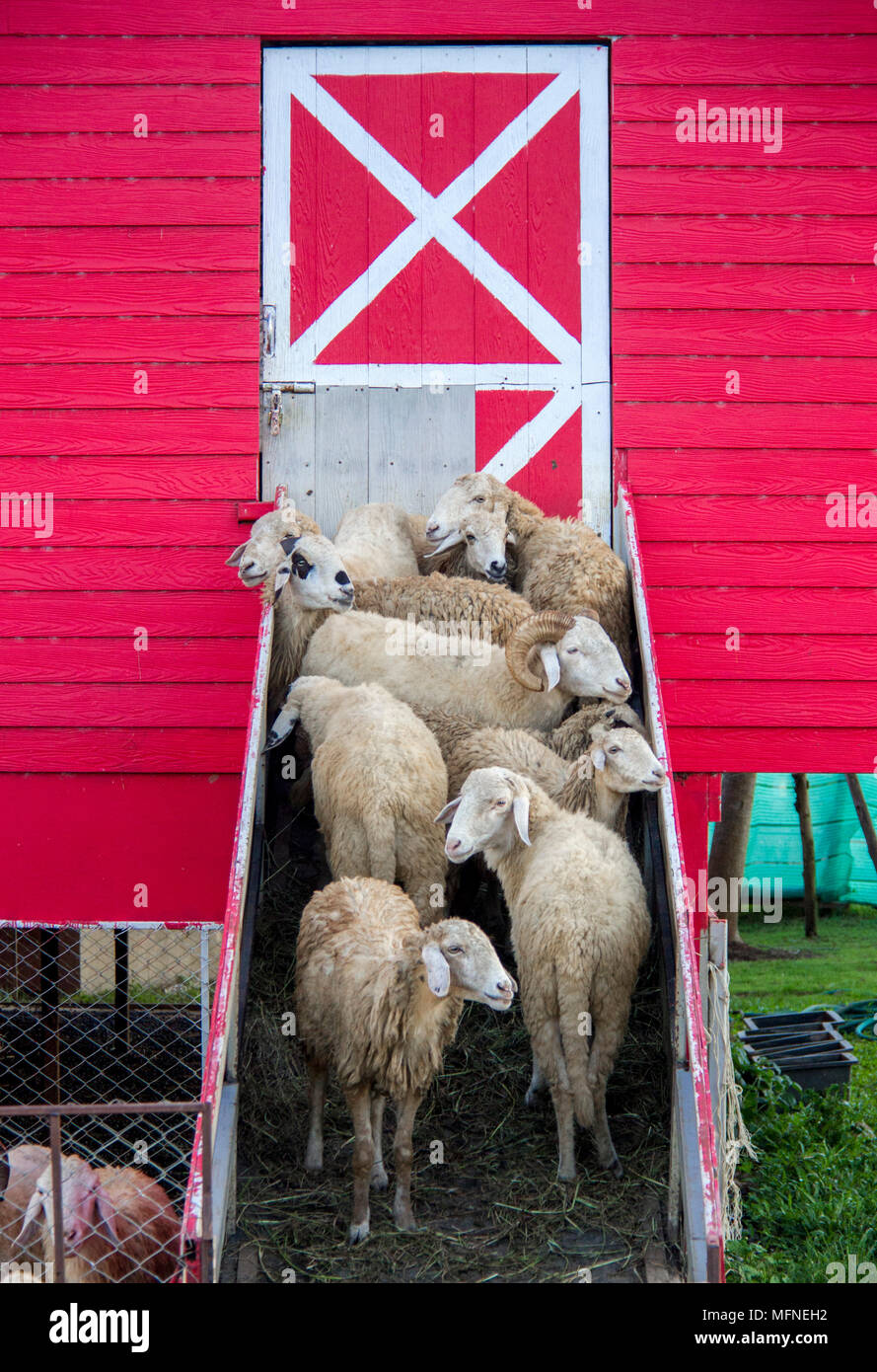 Flock of sheep standing at the entrance of sheep barn Stock Photo