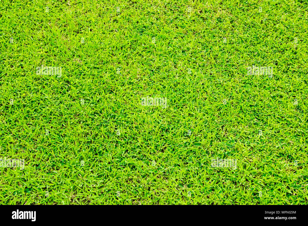 Close up green grass background Stock Photo