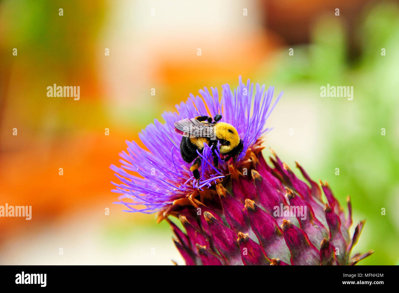 Close up of a bumble bee collecting pollen from a Purple cardoon flower (Cynara cadunculus) Stock Photo