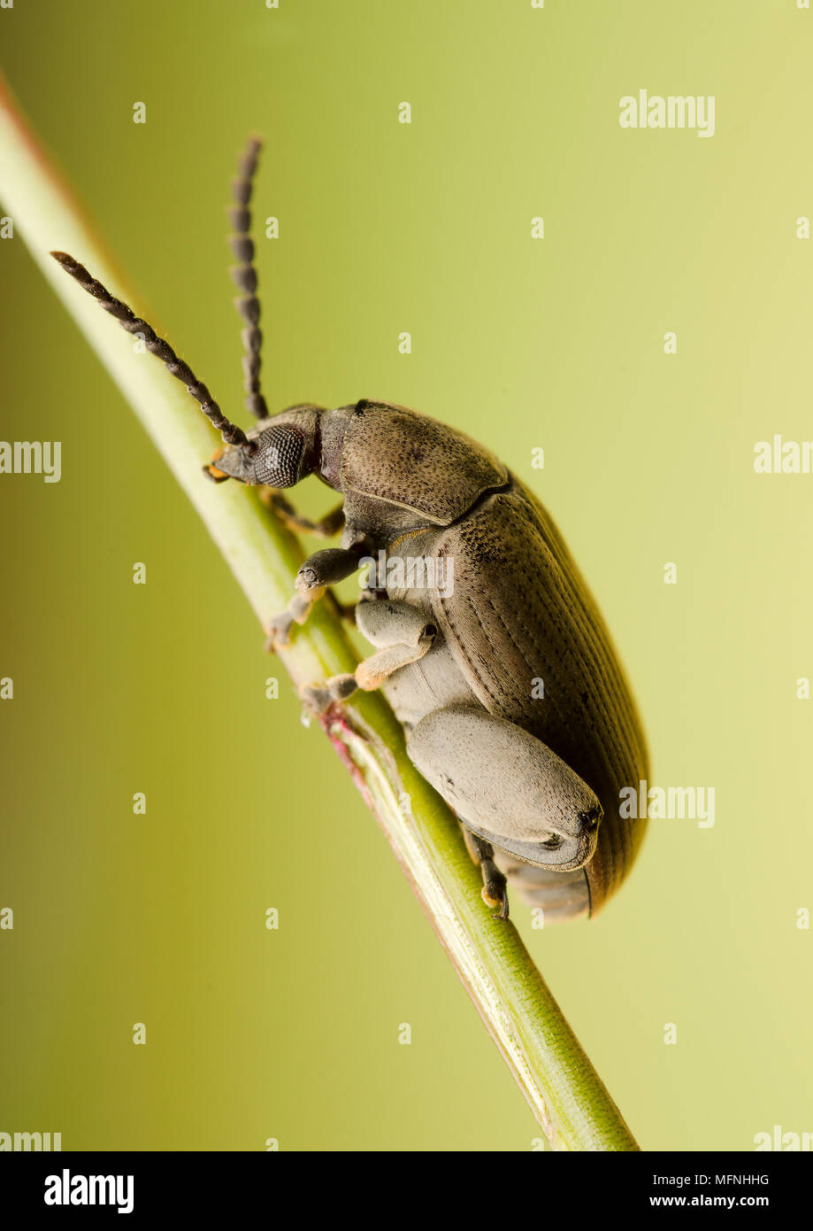 Chrysomelidae Stock Photo
