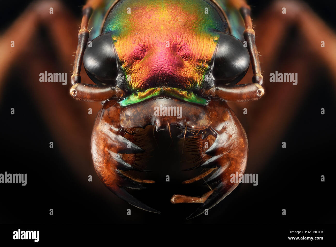 Tiger beetle - extreme macro photography - Ciccindelidae Stock Photo