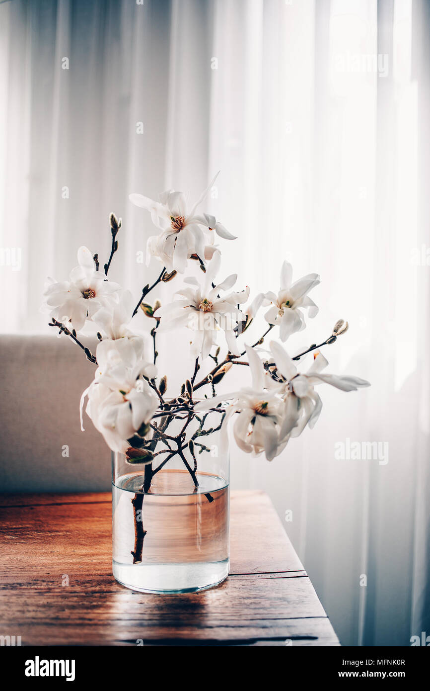 White Magnolia Twigs Freshly Cut From Magnolia Tree Glass Vase Standing On Wooden Table With White Magnolia Flowers First Spring Blossom Nature Awa Stock Photo Alamy
