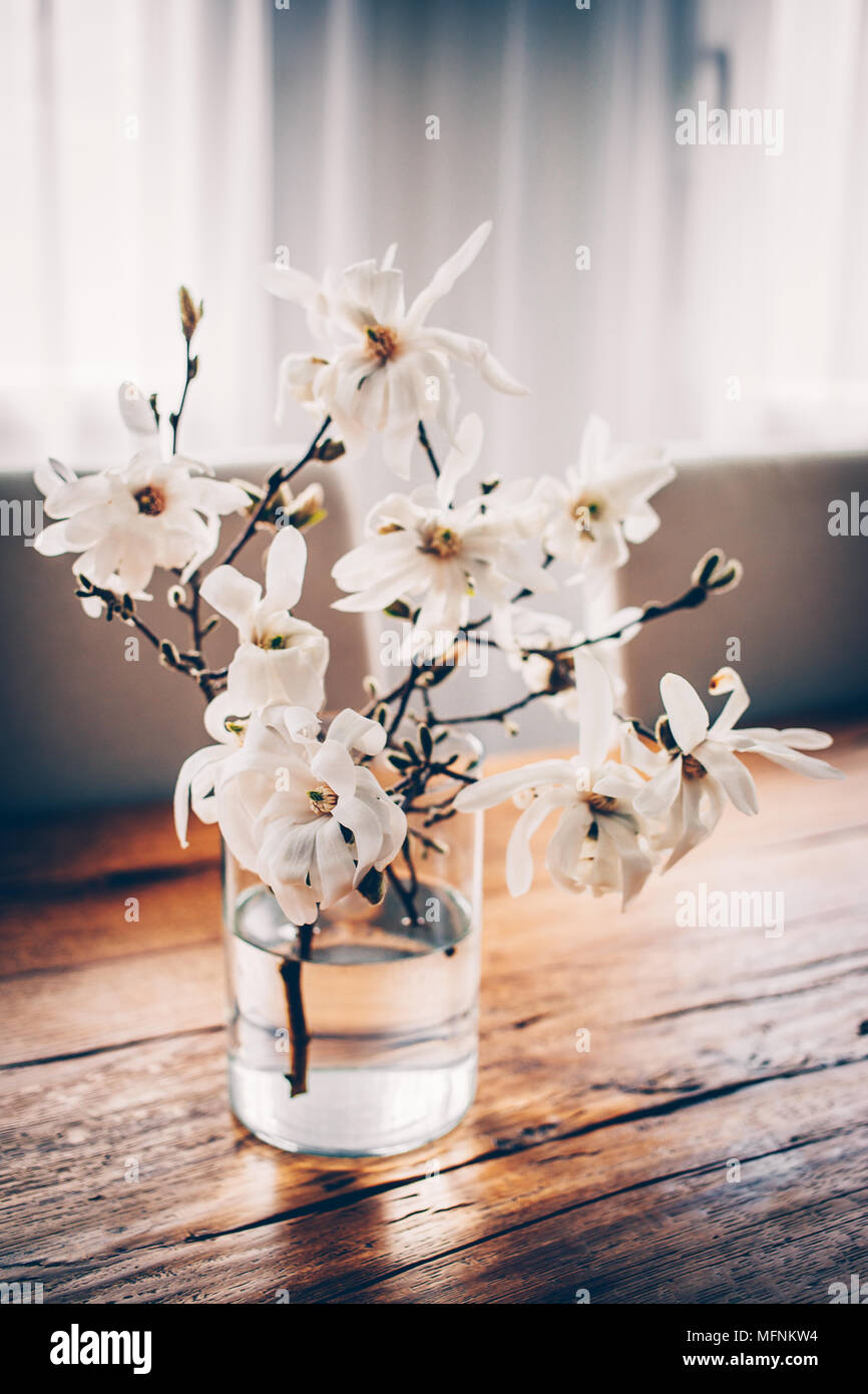 White Magnolia Twigs Freshly Cut From Magnolia Tree Glass Vase Standing On Wooden Table With White Magnolia Flowers First Spring Blossom Nature Awa Stock Photo Alamy