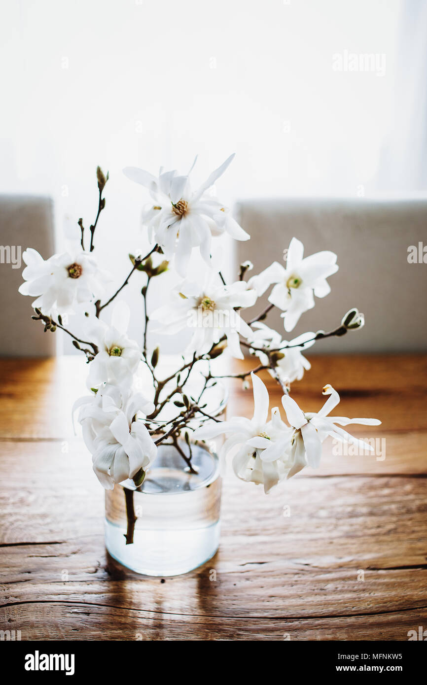 White magnolia twigs freshly cut from magnolia tree. Glass vase standing on  wooden table with white magnolia flowers. First spring blossom, nature awa  Stock Photo - Alamy