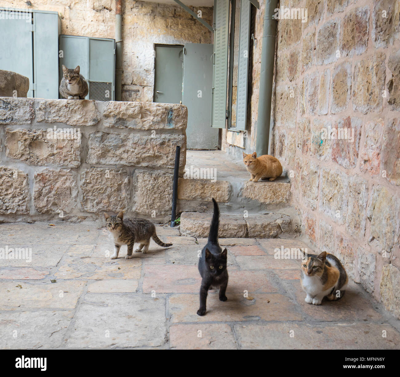 Alley cats hi-res stock photography and images - Alamy