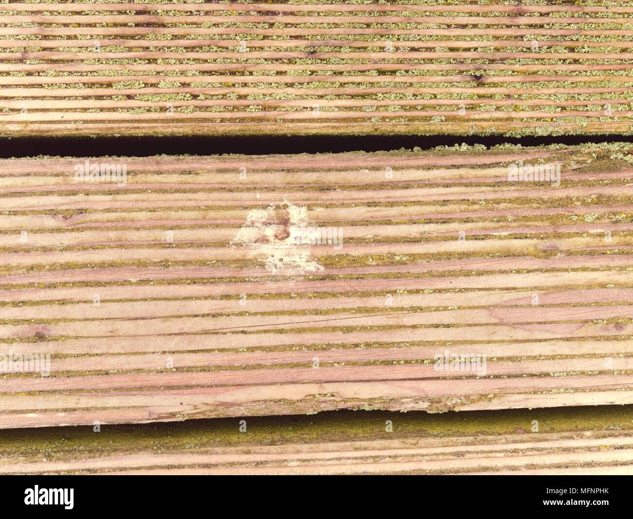 The Surface Of The Hardwood Floor Treated With A Fungicidal And