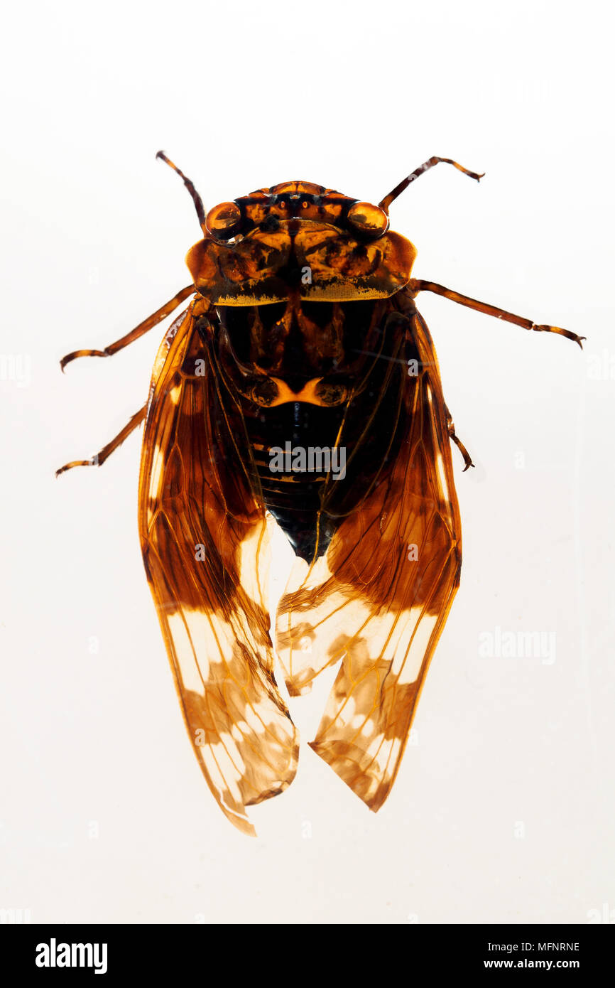 Hindustani Cicada in resin Stock Photo