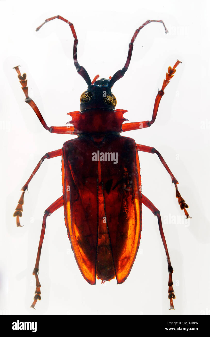 Formosa Longhorn Beetle in resin Stock Photo