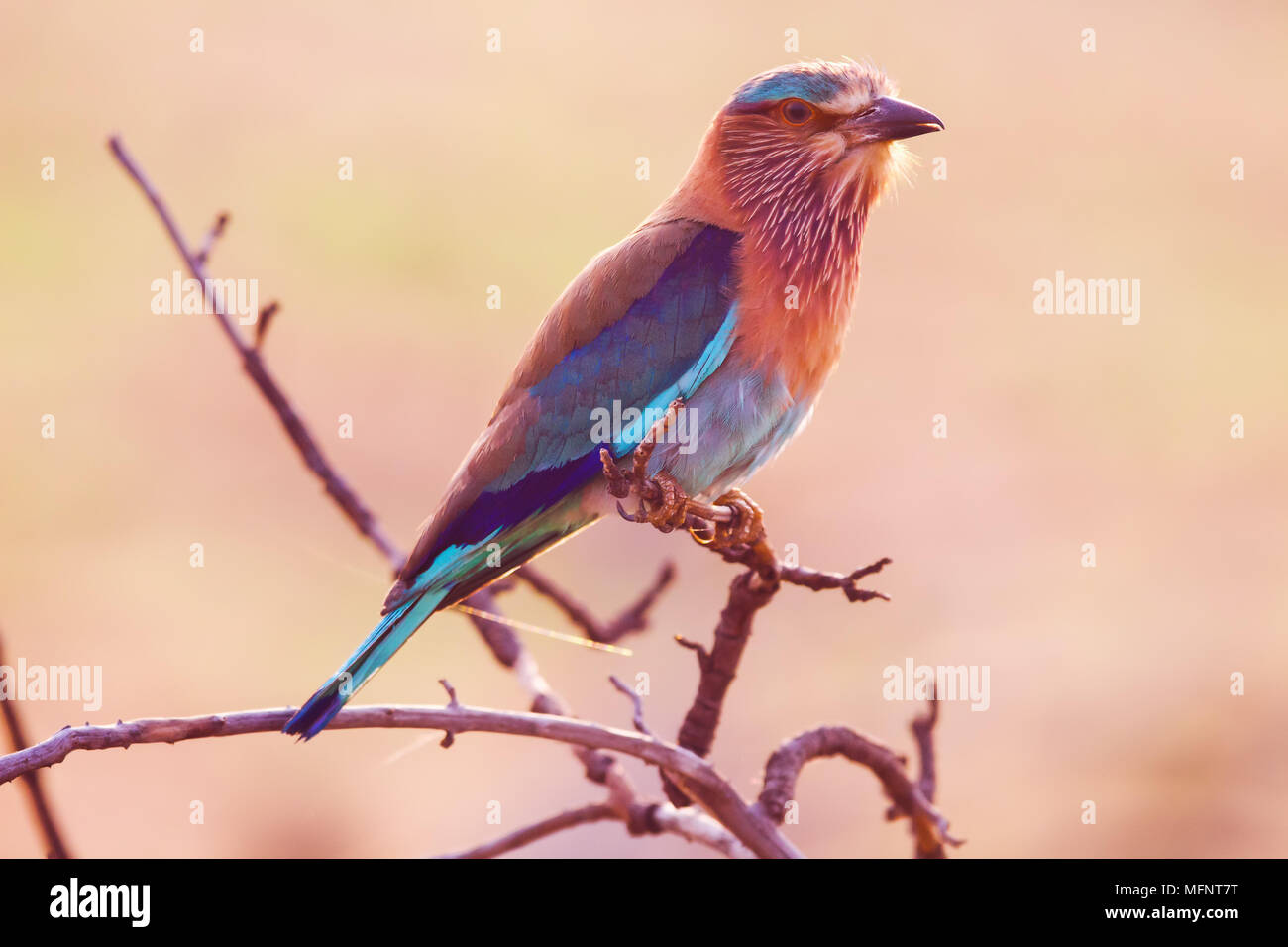 Telangana state bird hi-res stock photography and images - Alamy Telangana state bird hi-res stock photography and images - Alamy