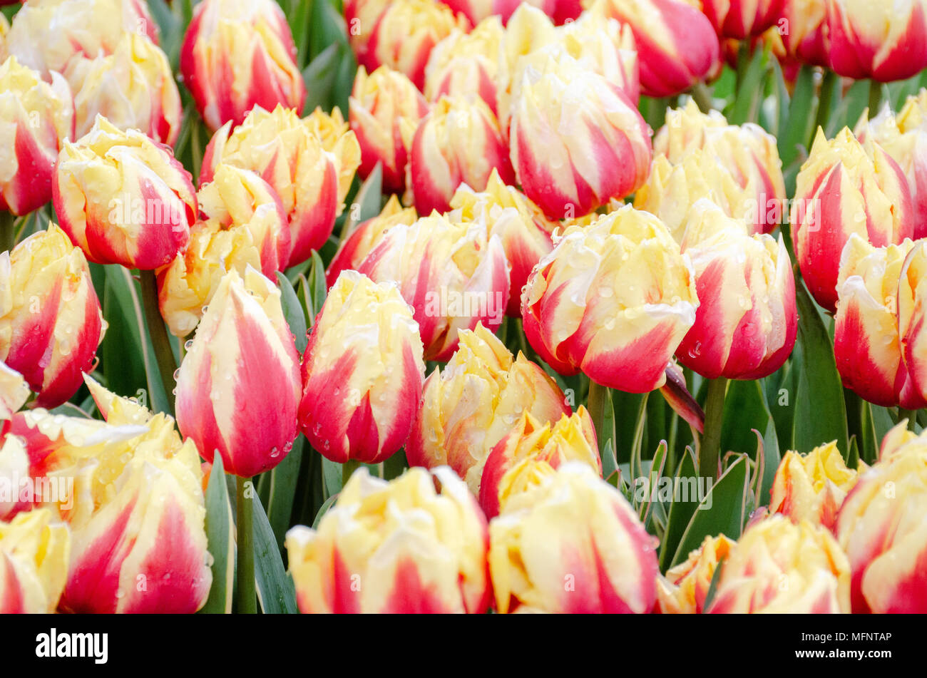Orange and yelow Tulips in large group Stock Photo