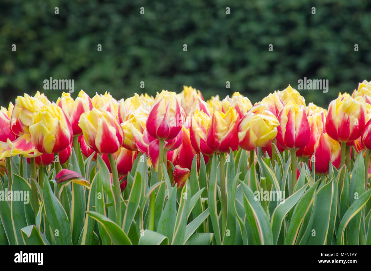 Large Line of Orange and red tulips Stock Photo