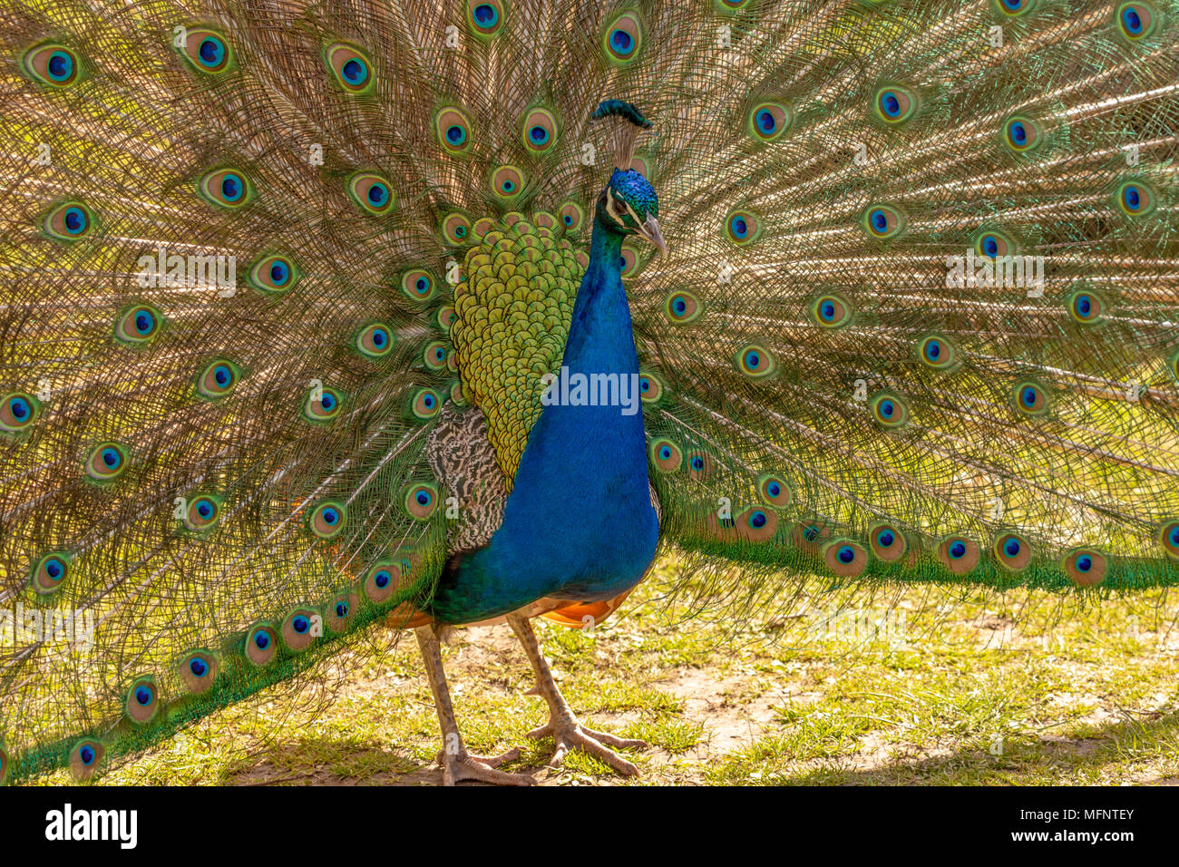Wildlife portrait photograph of male Peacock with tail feathers fanned in pursuit of mate Stock Photo