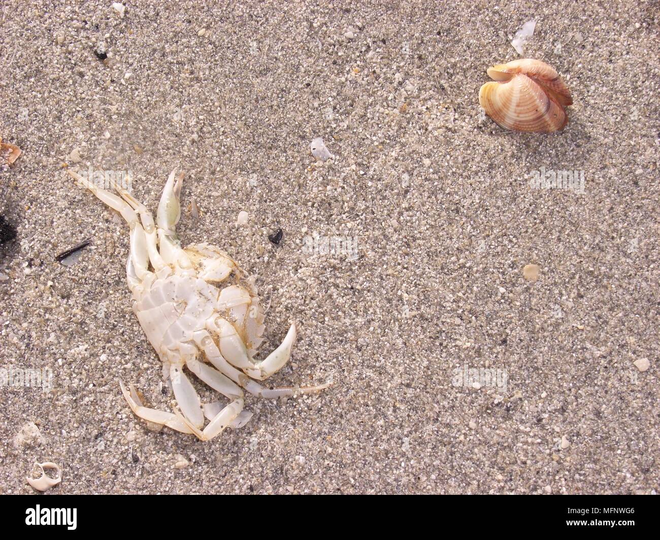 Dead crab and clams Ref: CRB462 103531 0048 COMPULSORY CREDIT: Caroline ...