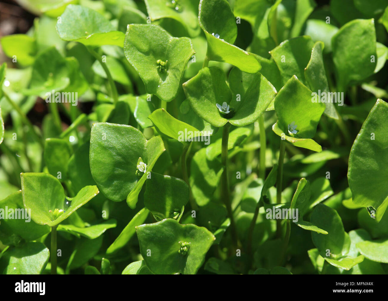 Portulaca oleracea, common purslane, also verdolaga, red root, or pursley, used as vegetable, salad and herb Stock Photo