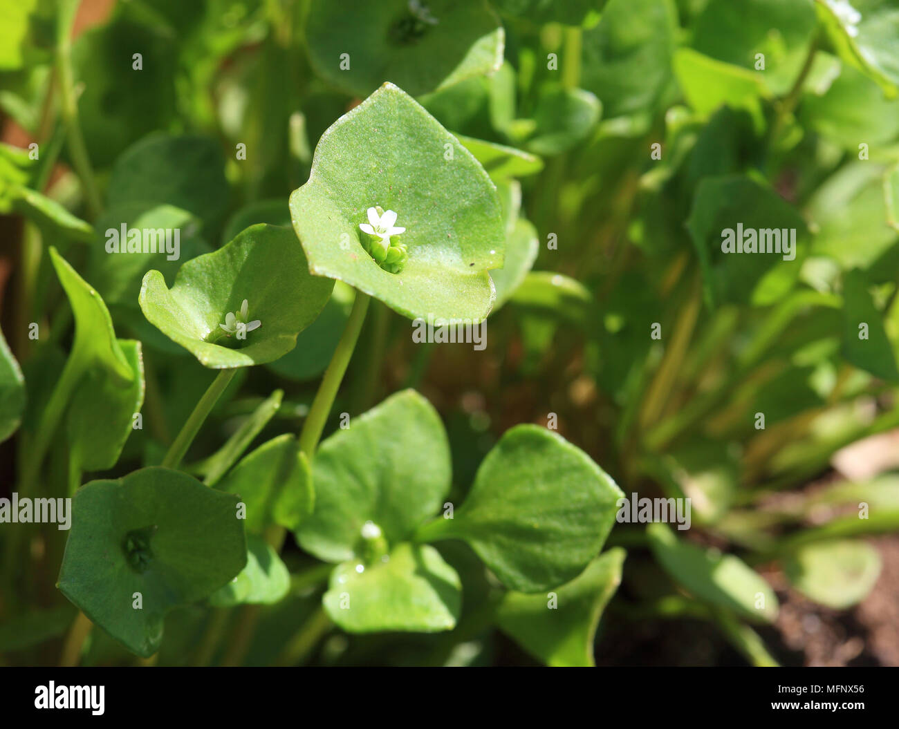 Portulaca oleracea, common purslane, also verdolaga, red root, or pursley, used as vegetable, salad and herb Stock Photo