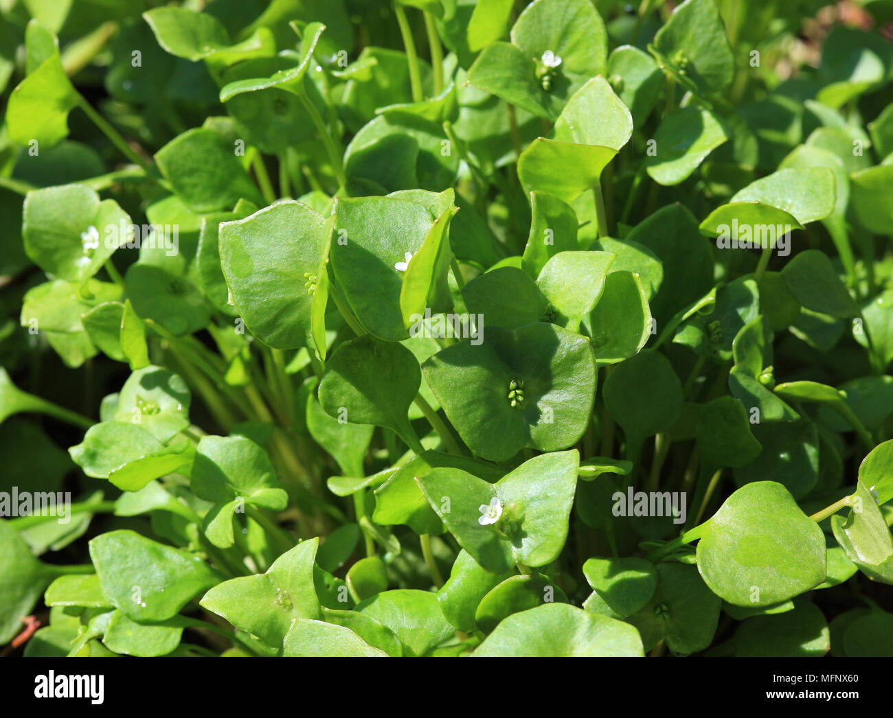 Portulaca oleracea, common purslane, also verdolaga, red root, or pursley, used as vegetable, salad and herb Stock Photo