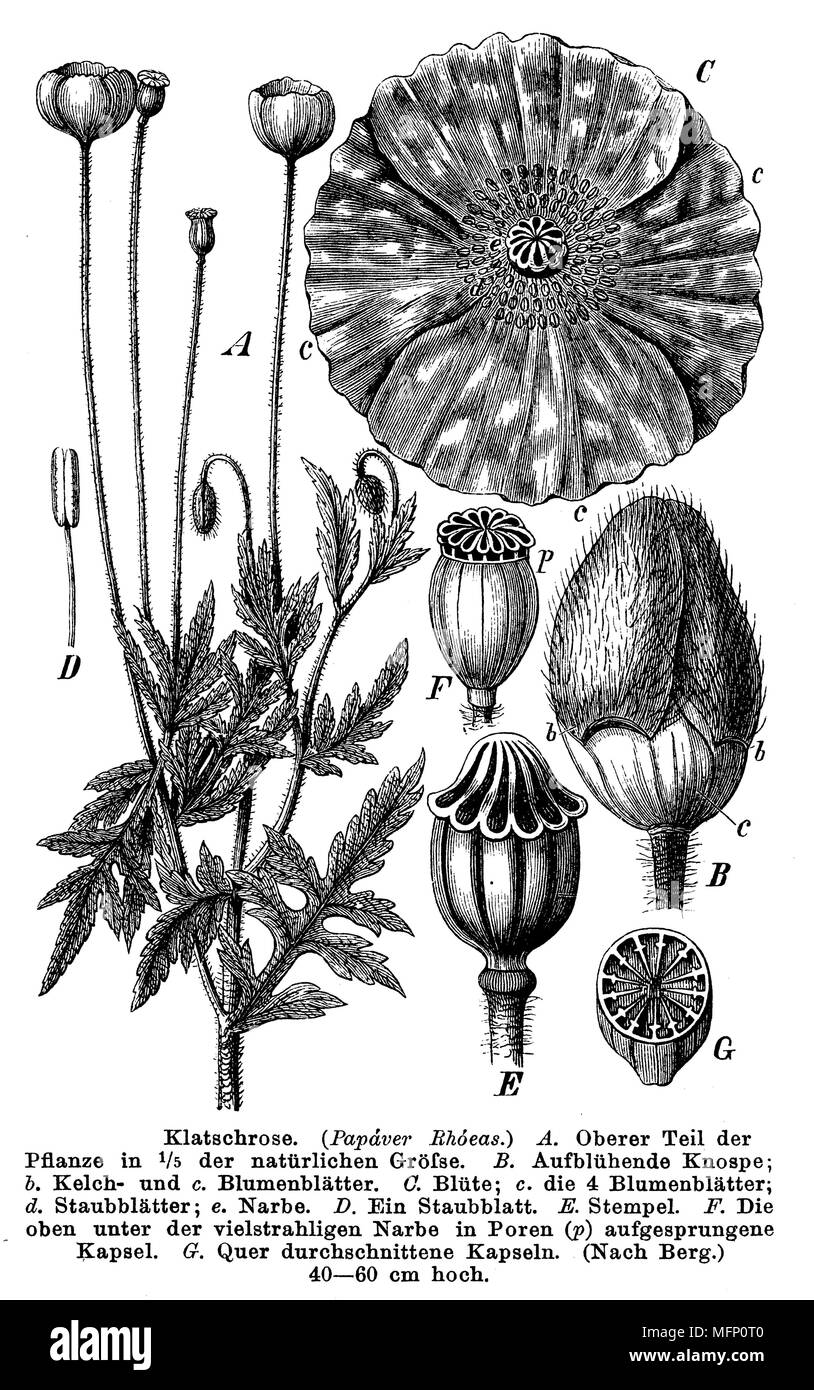 Papaver rhoeas, common poppy, corn poppy, corn rose, field poppy, Flanders poppy or red poppy, anonym  1884 Stock Photo