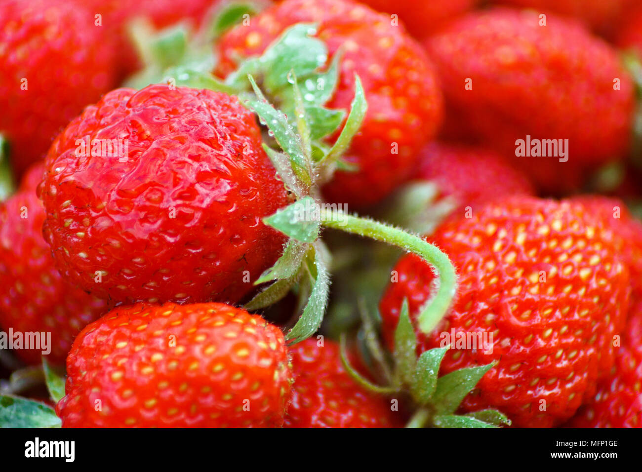 Strawberry Strawberry close-up closeup Stock Photo - Alamy