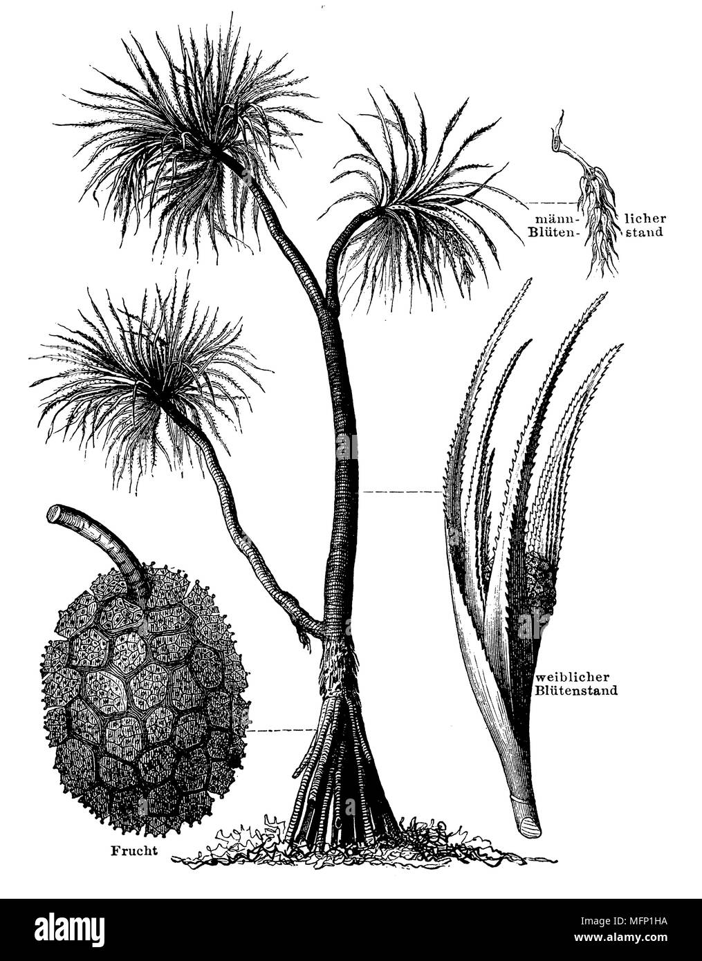 Pandanus odorifer, the common screwpine, 1888 Stock Photo Alamy