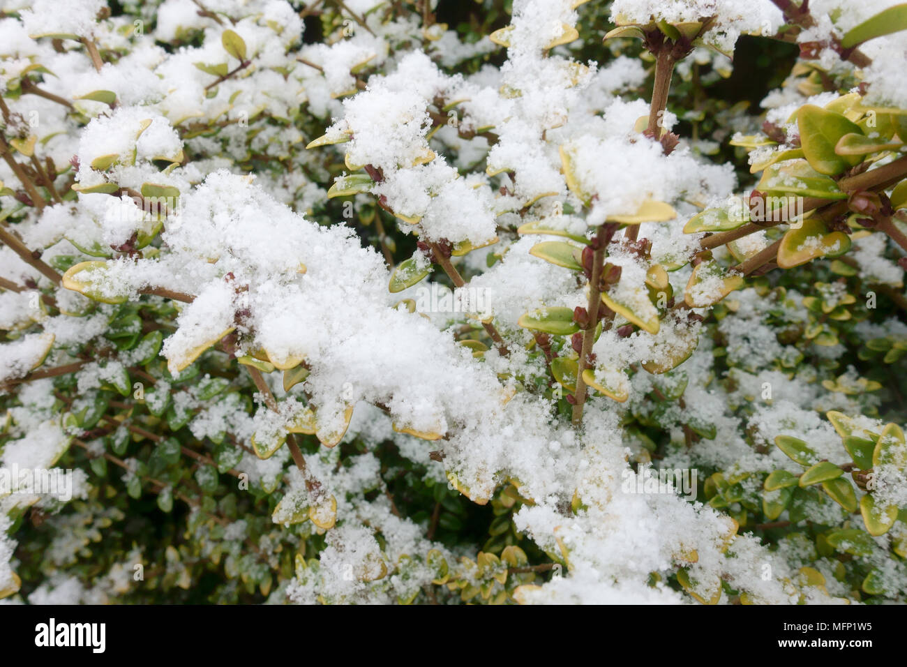 Light dusting of snow on fresh leaves of hedging plant Lonicera nitida aurea Baggesen's Gold on cold winter day, March Stock Photo