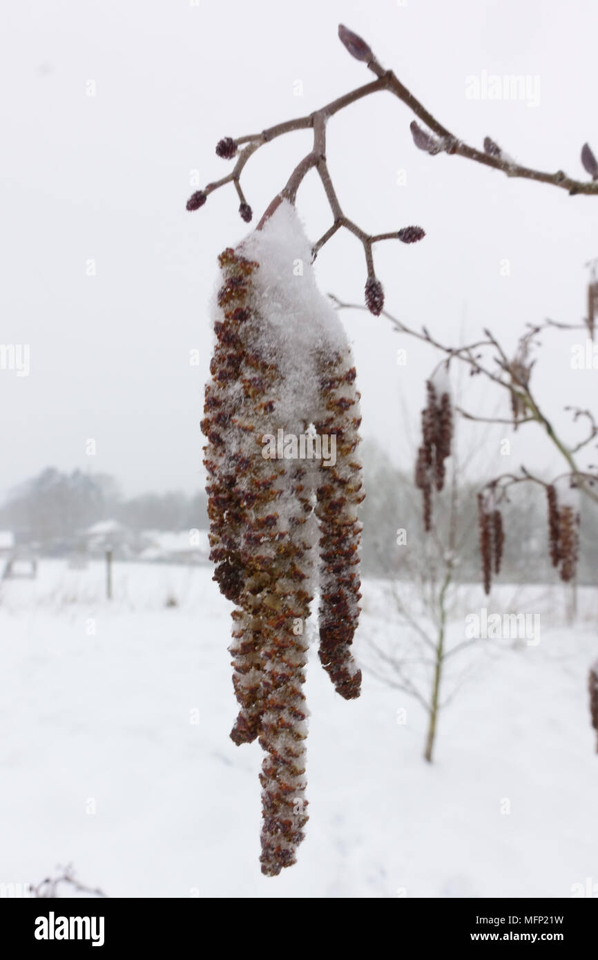 Dusting of snow on male catkins and immature female flowers of an alder, Alnus glutinosa, tree in  late winter, March Stock Photo