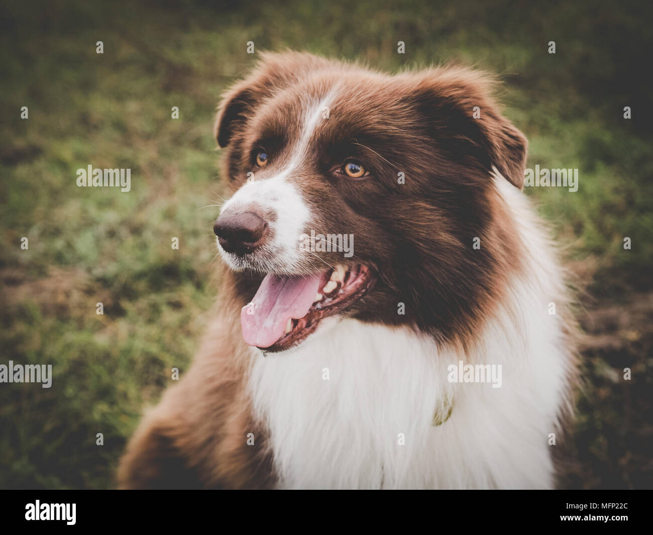 Happy Brown Border Collie In The Garden Stock Photo Alamy