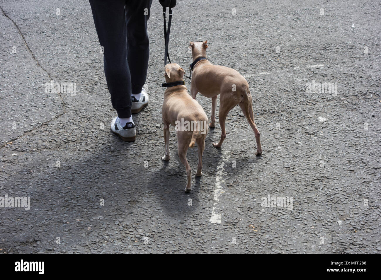 A young man walking two whippet tan dogs in Smithfield, London, UK Stock Photo