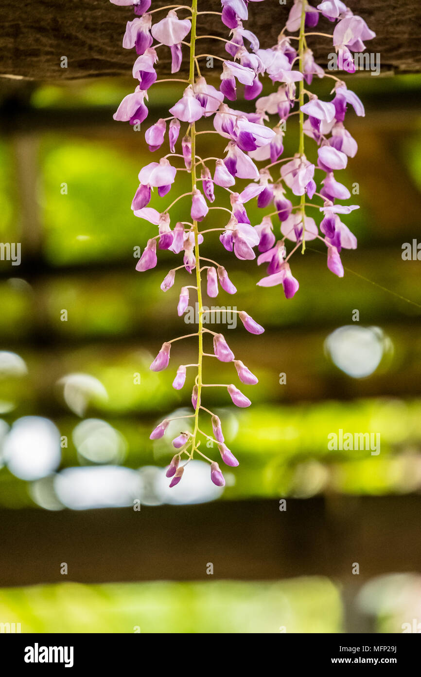 Wisteria vine leaves hires stock photography and images Alamy