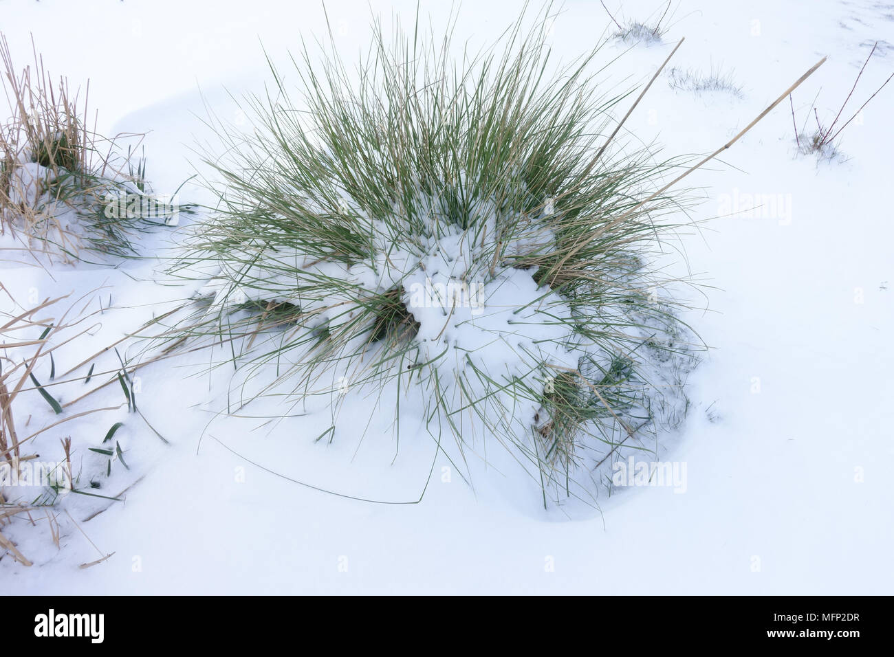 Fresh deep snow covering on golden oats or giant feather grass, Stipa gigantea,  on a cold grey winter day in March Stock Photo