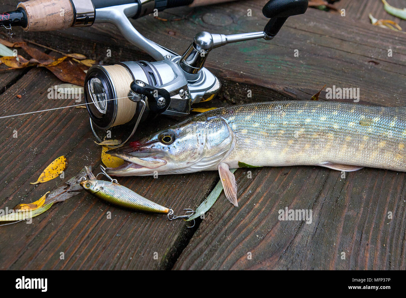 Freshwater Northern pike fish know as Esox Lucius and fishing rod with reel  lying on vintage wooden background with yellow leaves at autumn time. Fis  Stock Photo - Alamy
