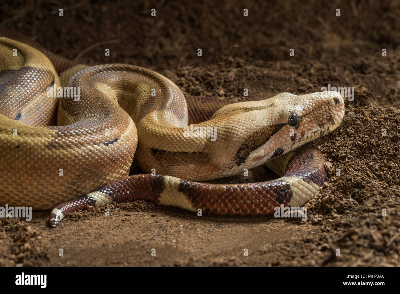 Boa constrictor imperator Male. Mutational form Hypo Jungle. Albino