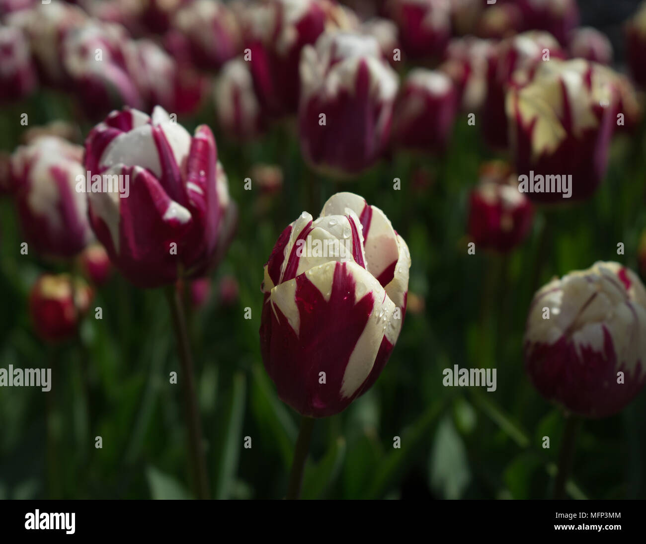 Photo of purple tulip hi-res stock photography and images - Alamy