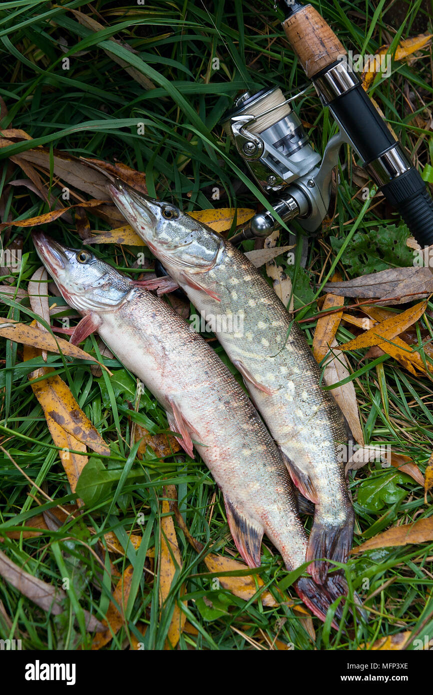 Pike fishing reels  Which one to choose? - Nootica - Water addicts, like  you!