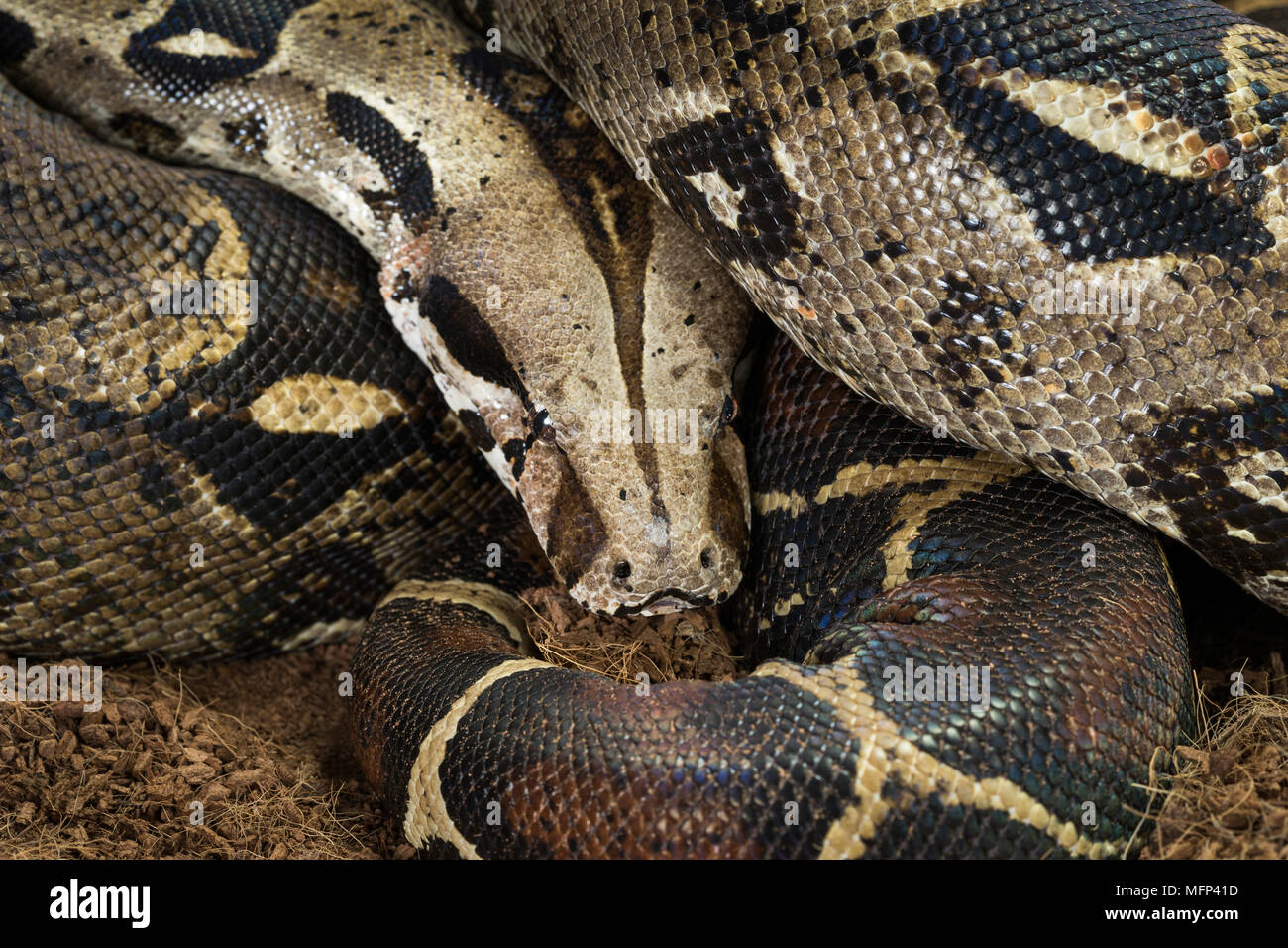 boa constrictor imperator boa constrictor imperator